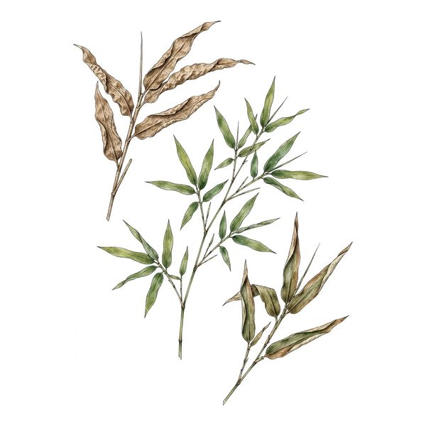 Botanical illustration of bamboo leaf (Dan Zhu Ye)
