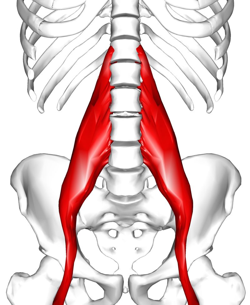 Front view of the spine and pelvis with the psoas major muscle shaded red from the lumbar spine to the hip