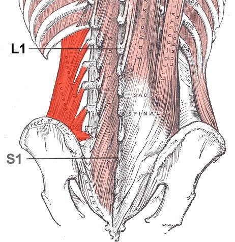 Anatomy illustration of the quadratus lumborum muscle beside the lumbar spine