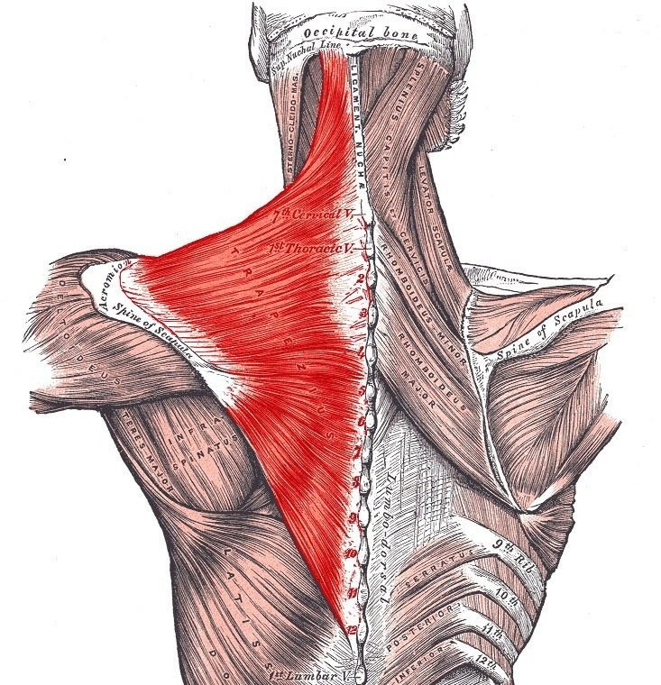Gray’s Anatomy illustration of the back with the trapezius muscle shaded red
