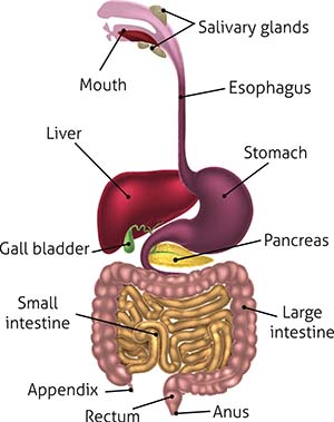 Digestive Disorder 4