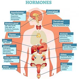 Hormone Imbalance 1
