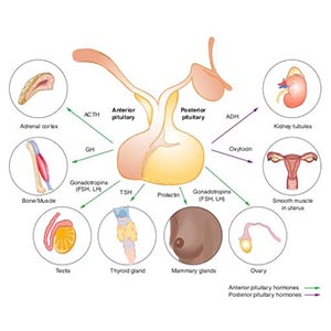 Hormone Imbalance 4