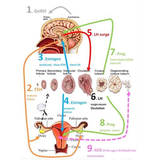 Hormone Imbalance 6